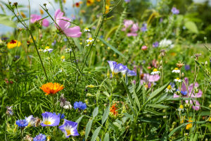 flower meadow 1657016 r