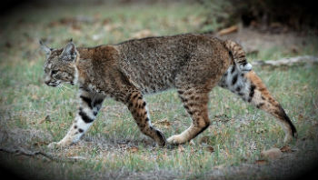 Bobcat